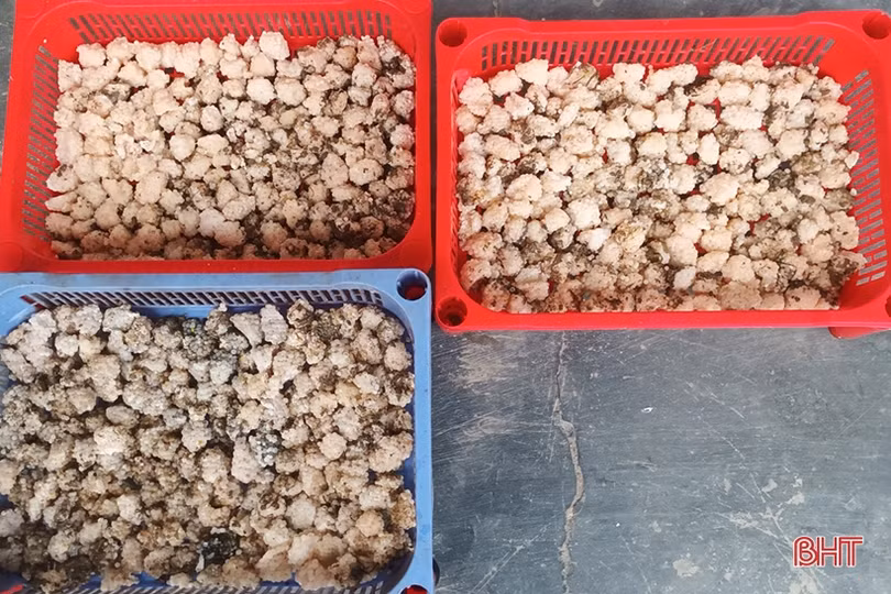 Nuôi ốc bươu đen cho thu nhập hàng trăm triệu đồng