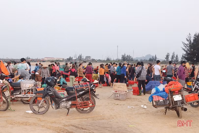 Hải sản đắt hàng, ngư dân Hà Tĩnh háo hức vươn khơi