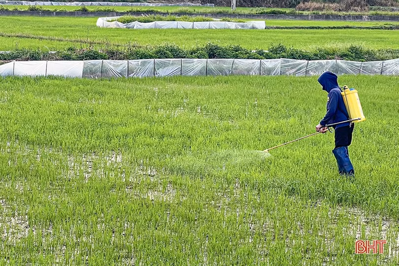 Nông dân Hà Tĩnh vào đợt tỉa dặm, chăm sóc lúa hè thu