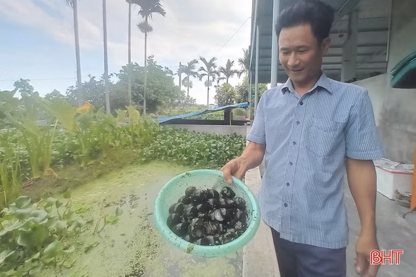 Nuôi ốc bươu đen cho thu nhập hàng trăm triệu đồng