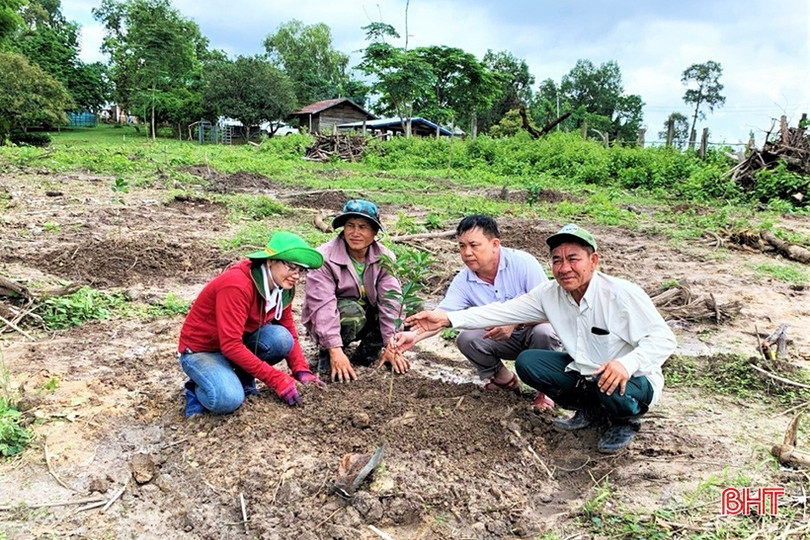 Chuyển giao kỹ thuật, giúp nông dân Lào trồng cam Khe Mây