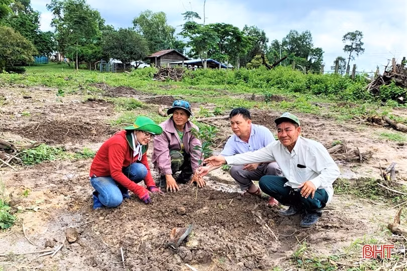 Chuyển giao kỹ thuật, giúp nông dân Lào trồng cam Khe Mây