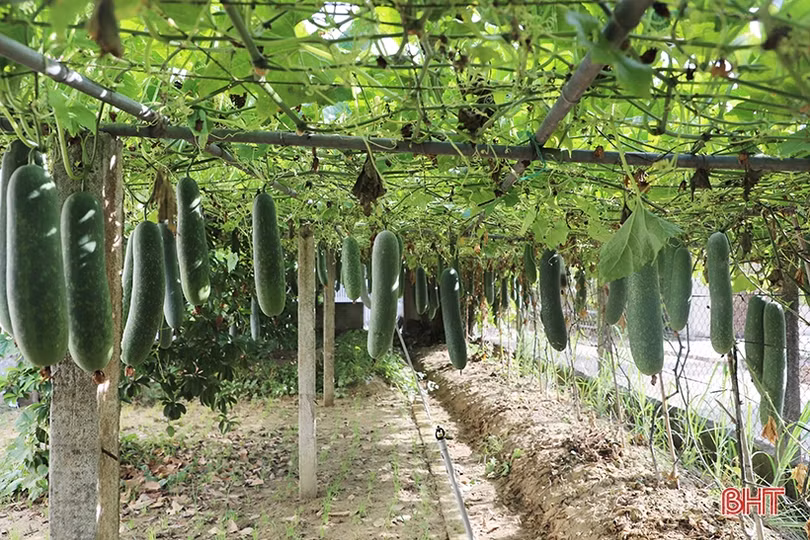 Rau xanh, hải sản sức mua tăng, giá vẫn “dễ chịu”