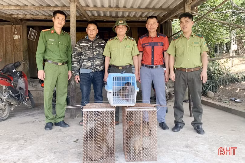 Bàn giao 3 cá thể khỉ vàng quý hiếm cho Vườn Quốc gia Vũ Quang