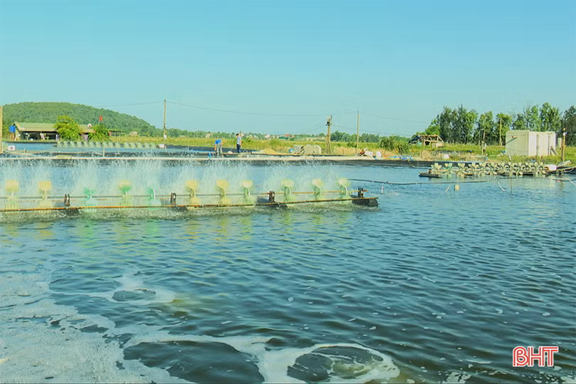 Kinh nghiệm nuôi tôm mùa nắng nóng