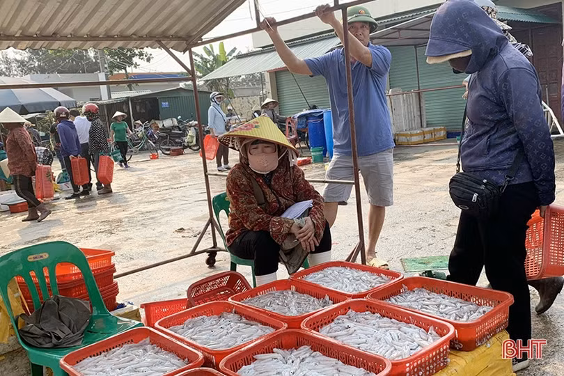 Hải sản đắt hàng, ngư dân Hà Tĩnh háo hức vươn khơi