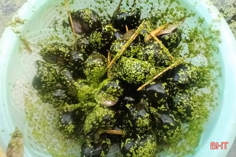 Nuôi ốc bươu đen cho thu nhập hàng trăm triệu đồng