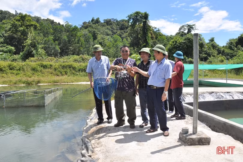 Kết nối tiêu thụ sản phẩm cá tầm ở huyện miền núi Hà Tĩnh