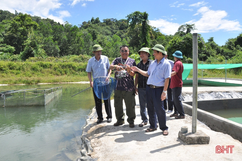 Kết nối tiêu thụ sản phẩm cá tầm ở huyện miền núi Hà Tĩnh