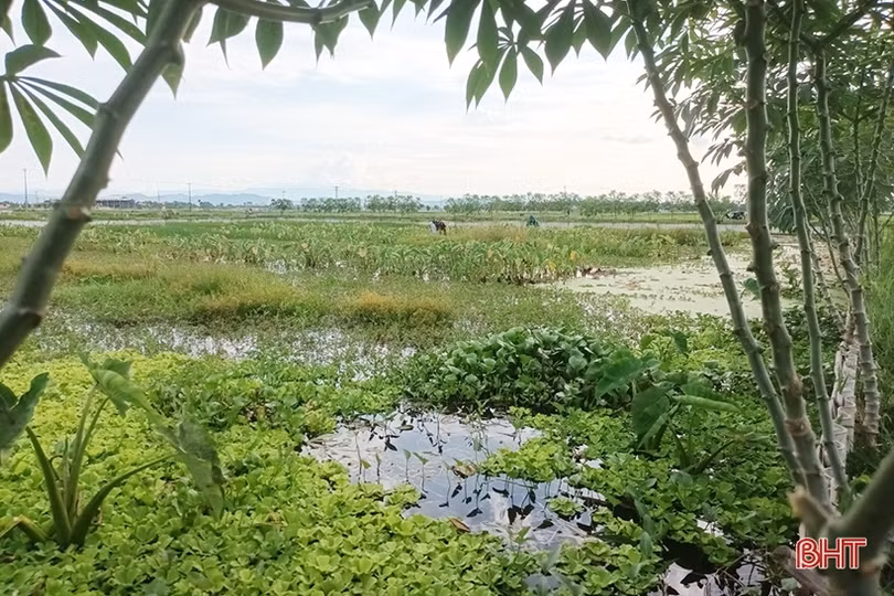 Nuôi ốc bươu đen cho thu nhập hàng trăm triệu đồng