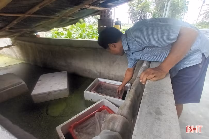 Nuôi ốc bươu đen cho thu nhập hàng trăm triệu đồng