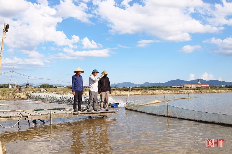 Nuôi cá chim vây vàng cho lợi nhuận hàng trăm triệu đồng