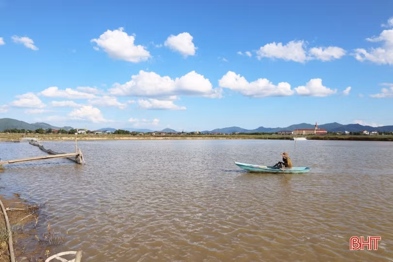 Nuôi cá chim vây vàng cho lợi nhuận hàng trăm triệu đồng
