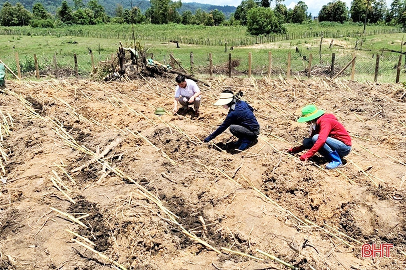 Chuyển giao kỹ thuật, giúp nông dân Lào trồng cam Khe Mây