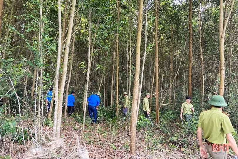 Canh rừng trong thời điểm nắng nóng