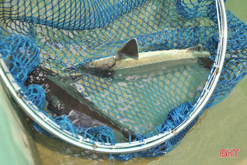 Kết nối tiêu thụ sản phẩm cá tầm ở huyện miền núi Hà Tĩnh