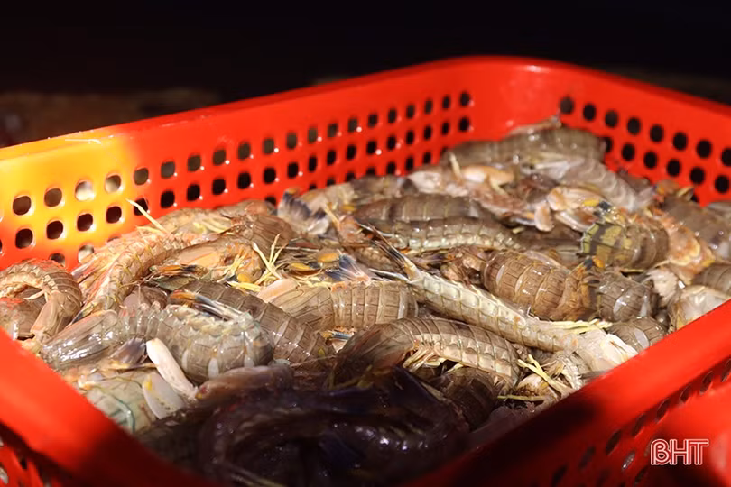Hải sản đắt hàng, ngư dân Hà Tĩnh háo hức vươn khơi