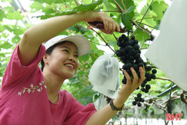Mát mắt vườn nho Hạ Đen trĩu quả ở "Nông trại ông Bình"