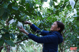 Nhiều mô hình kinh tế mới tạo sức bật phát triển ở Thạch Xuân