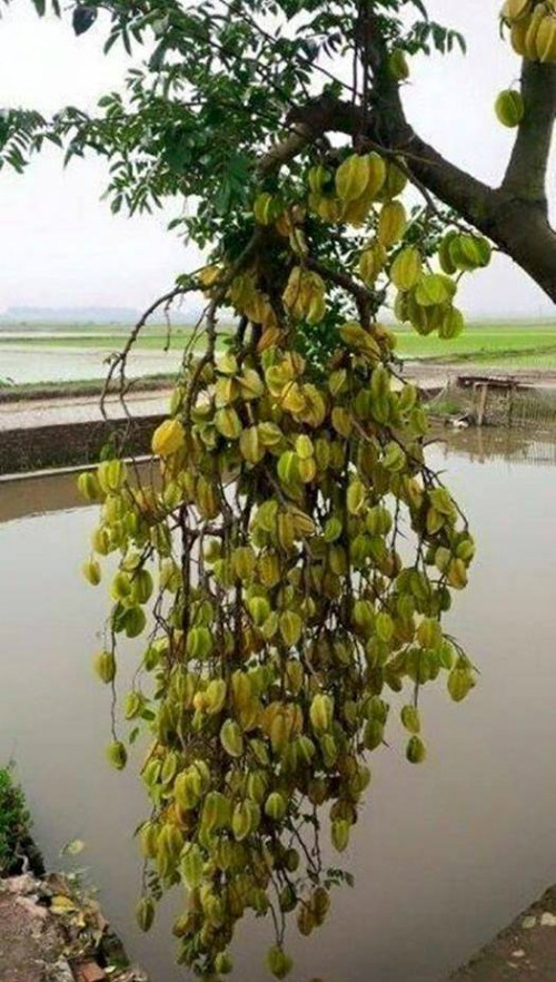 cuoi te ghe doi minh cung co luc duoc nhu sao