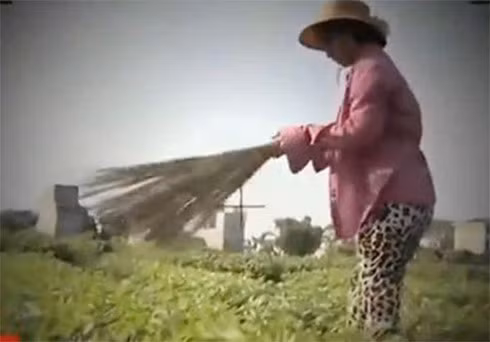 cay choi quet rau va dao duc cua nguoi lam bao