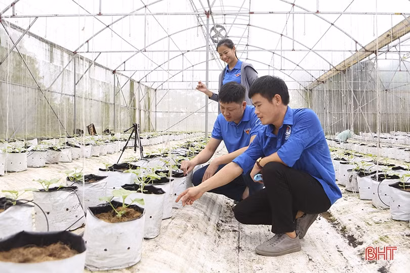 Thanh niên Nghi Xuân sôi nổi với phong trào khởi nghiệp, làm giàu trên quê hương