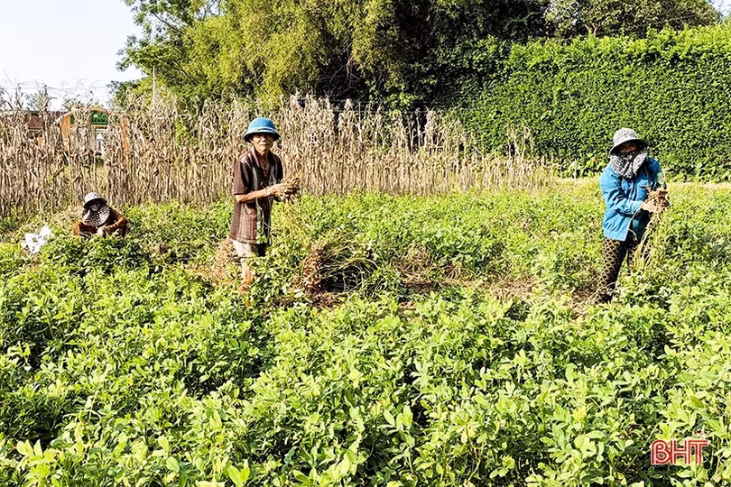 Chuyển đổi cơ cấu cây trồng, nông dân các xã ngoài đê Đức Thọ vui đón mùa lạc