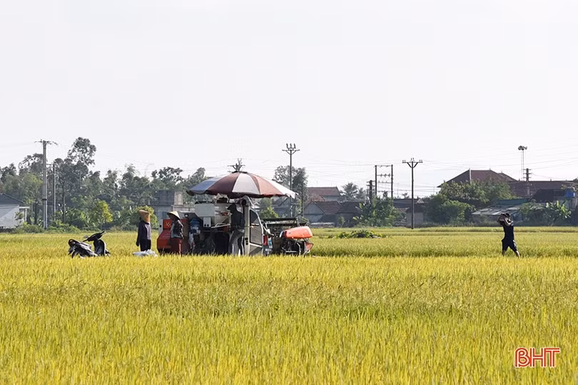 Hồng Lộc hướng đến mục tiêu mỗi hộ chỉ sản xuất trên một thửa ruộng diện tích lớn