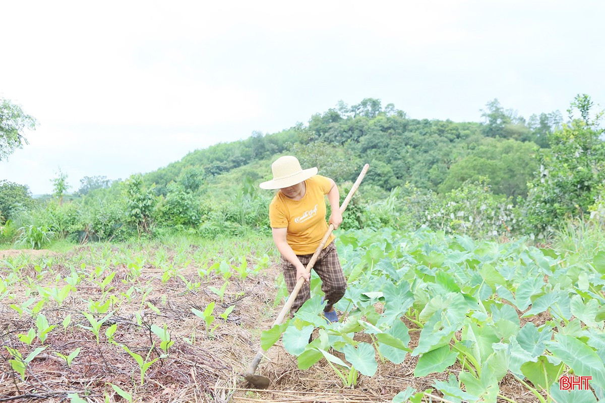 Nông dân các địa phương ở Hà Tĩnh đang tập trung khôi phục sản xuất.