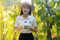Trầu không Thạch Khê - xanh giữa miền cát trắng 