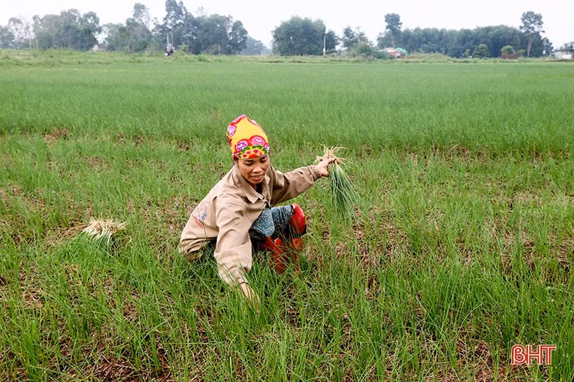 Hành tăm đầu mùa được giá, nông dân Can Lộc phấn khởi