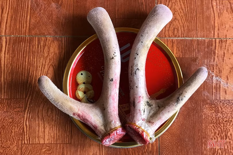 Vờ “chốt” lô đất làm tin rồi nhờ mua nhung hươu để lừa tiền qua mạng