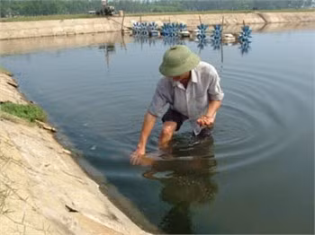 Anh Phan Văn Bình ngậm ngùi vét xác tôm đi chôn hủy