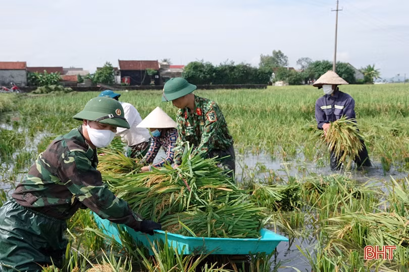 Cán bộ, chiến sỹ LLVT Hà Tĩnh giúp dân gặt lúa “chạy bão”