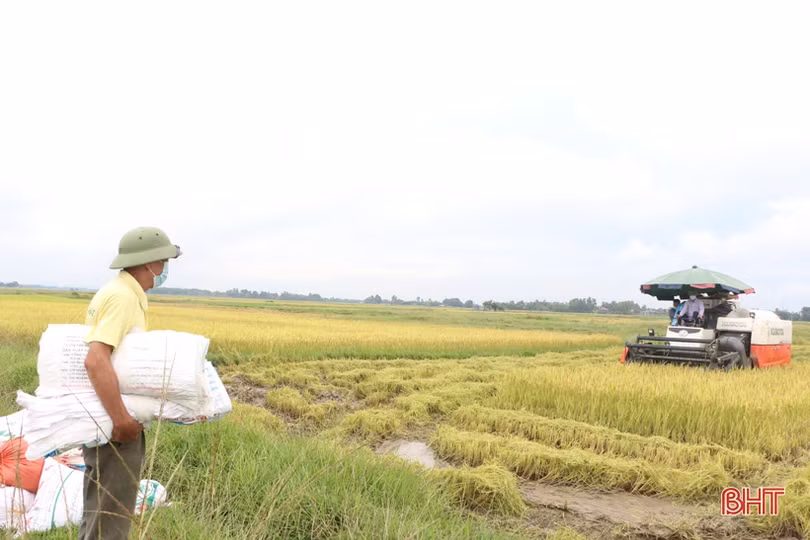 Mưa diện rộng ảnh hưởng đến thu hoạch lúa hè thu ở Hà Tĩnh