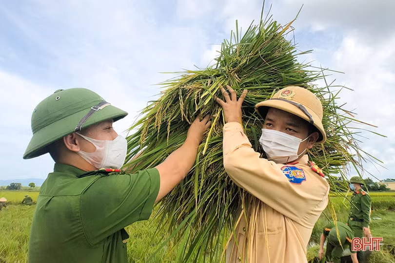 Cán bộ, chiến sỹ LLVT Hà Tĩnh giúp dân gặt lúa “chạy bão”