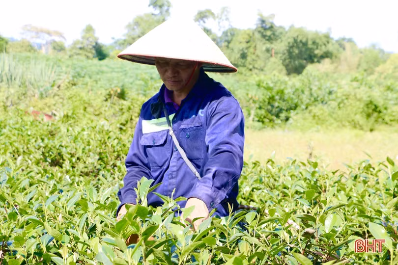 Xây dựng sản phẩm chè Thọ Điền đạt chuẩn OCOP