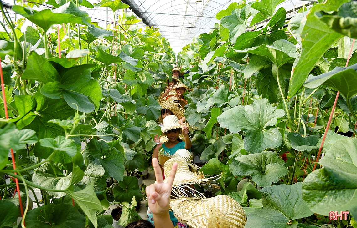 Trải nghiệm hè, bé “đổ bộ” mô hình trồng dưa lưới