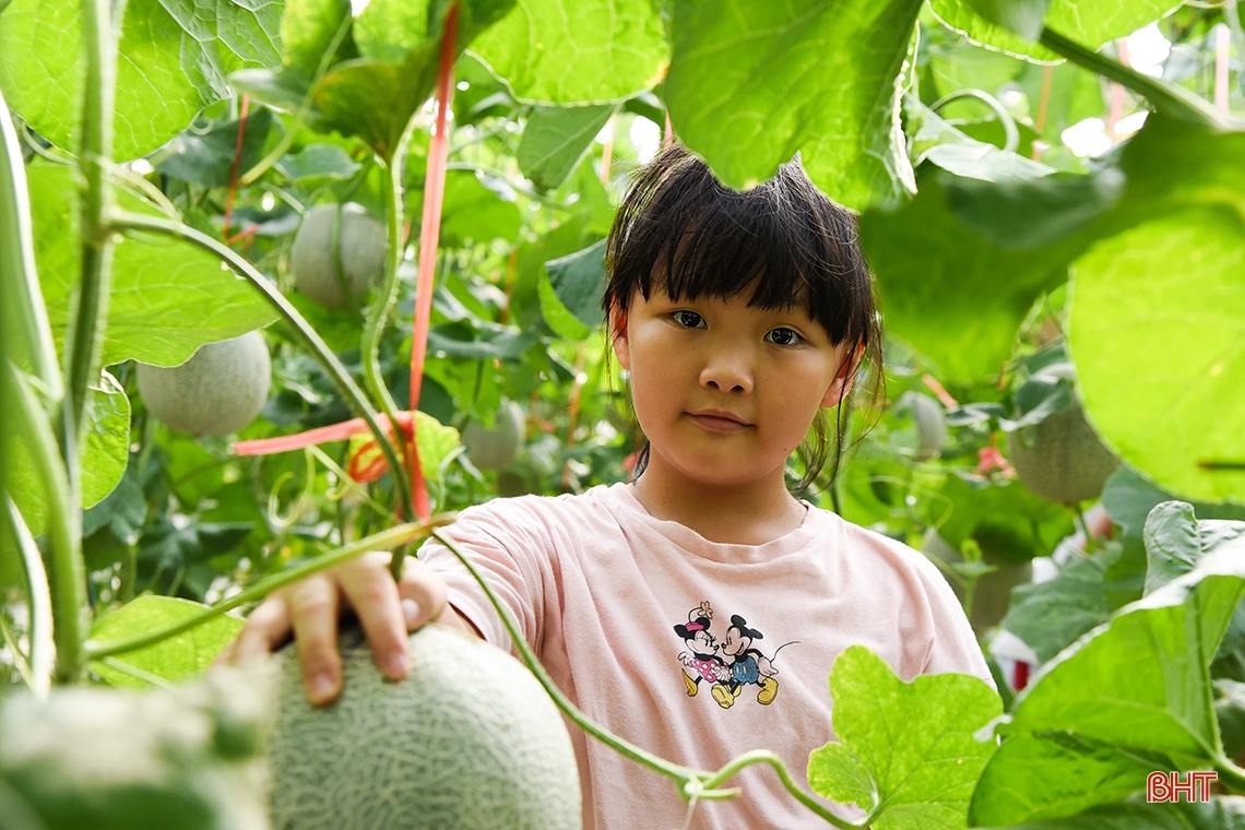 Trải nghiệm hè, bé “đổ bộ” mô hình trồng dưa lưới