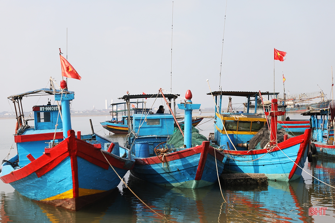 “Săn” cá ghé, ngư dân Kỳ Ninh thu lợi lớn