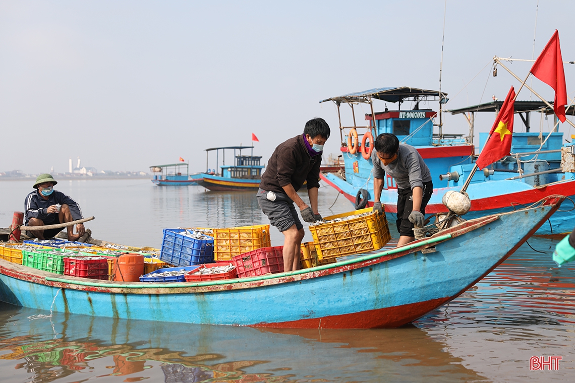 “Săn” cá ghé, ngư dân Kỳ Ninh thu lợi lớn