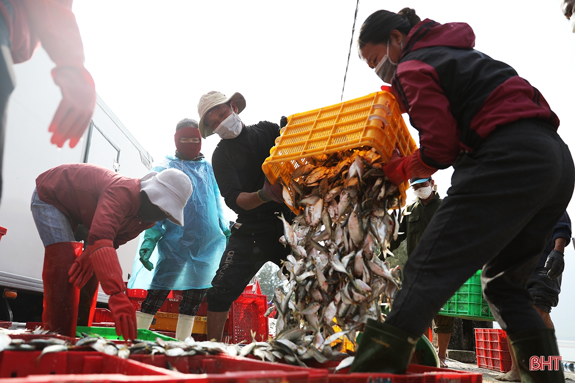 “Săn” cá ghé, ngư dân Kỳ Ninh thu lợi lớn