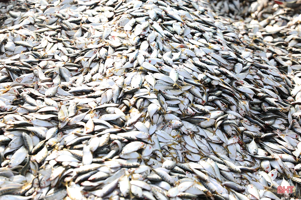 “Săn” cá ghé, ngư dân Kỳ Ninh thu lợi lớn