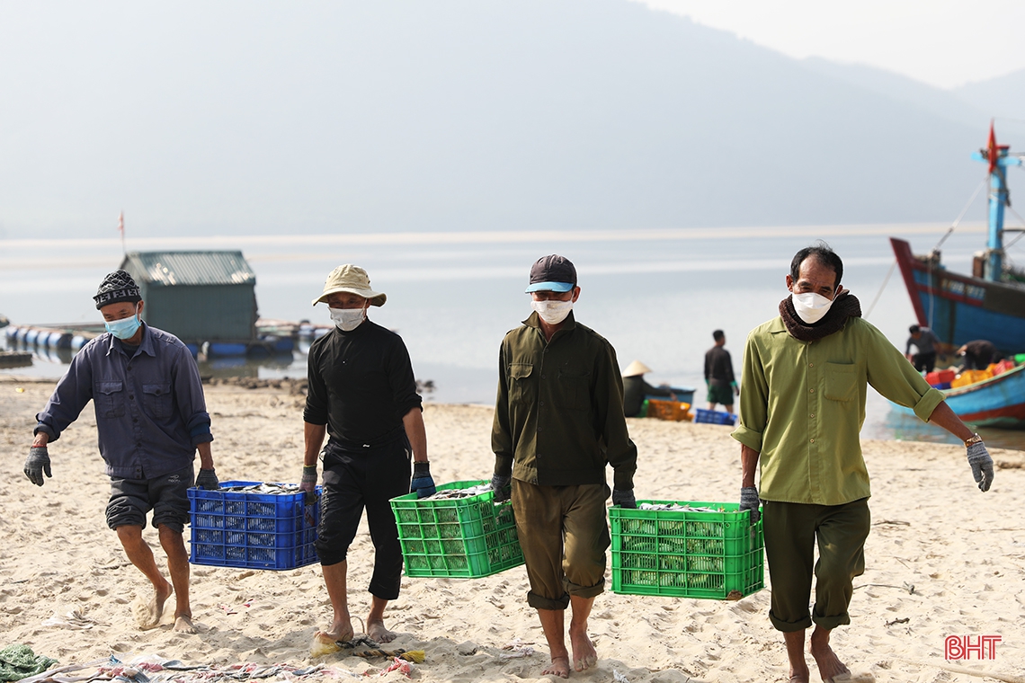 “Săn” cá ghé, ngư dân Kỳ Ninh thu lợi lớn