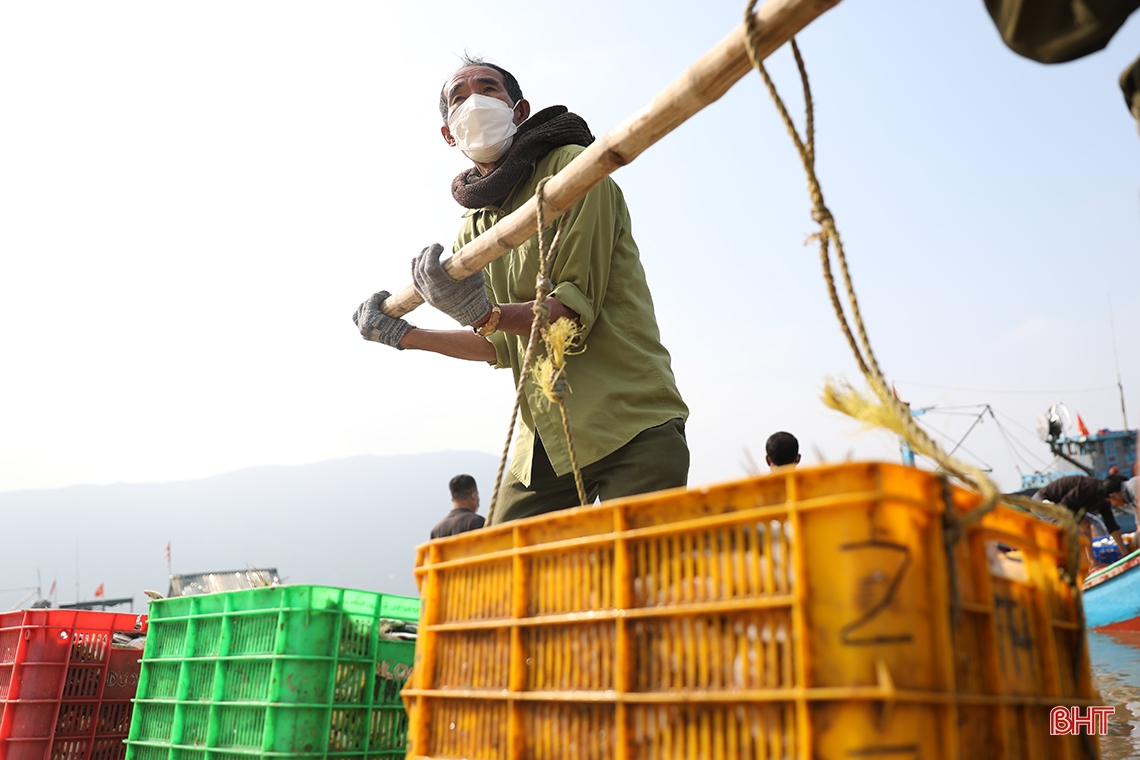 “Săn” cá ghé, ngư dân Kỳ Ninh thu lợi lớn