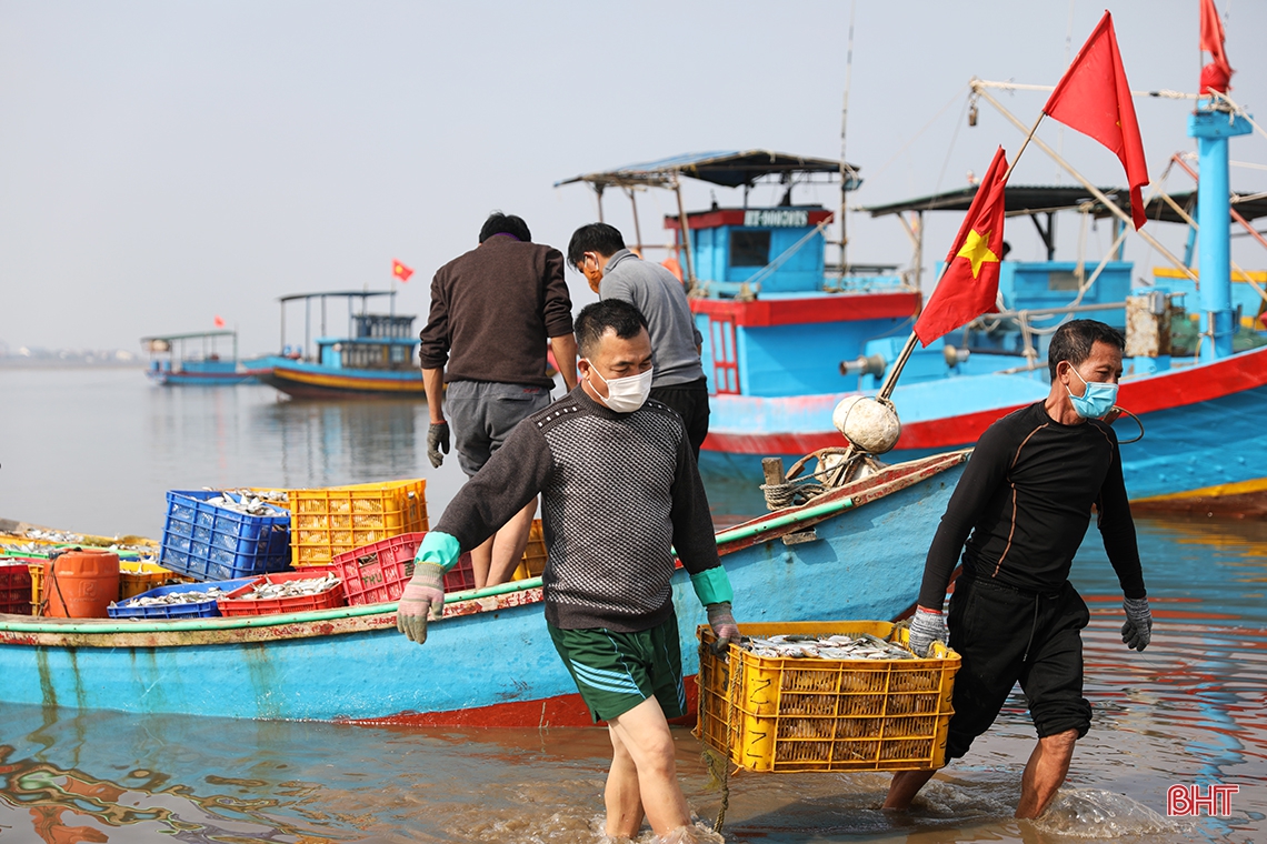 “Săn” cá ghé, ngư dân Kỳ Ninh thu lợi lớn