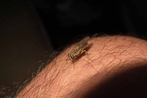 Khiếp sợ trước 19 loài động vật nguy hiểm chết người nhất thế giới