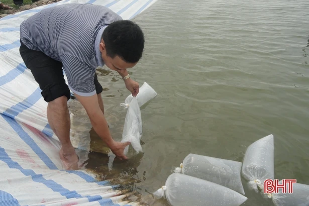 Hà Tĩnh: Xuống giống gần 850 ha nuôi tôm vụ mới
