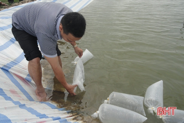 Hà Tĩnh: Xuống giống gần 850 ha nuôi tôm vụ mới
