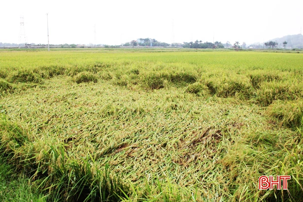 Sau mưa, nông dân Hà Tĩnh hối hả ra đồng thu hoạch lúa